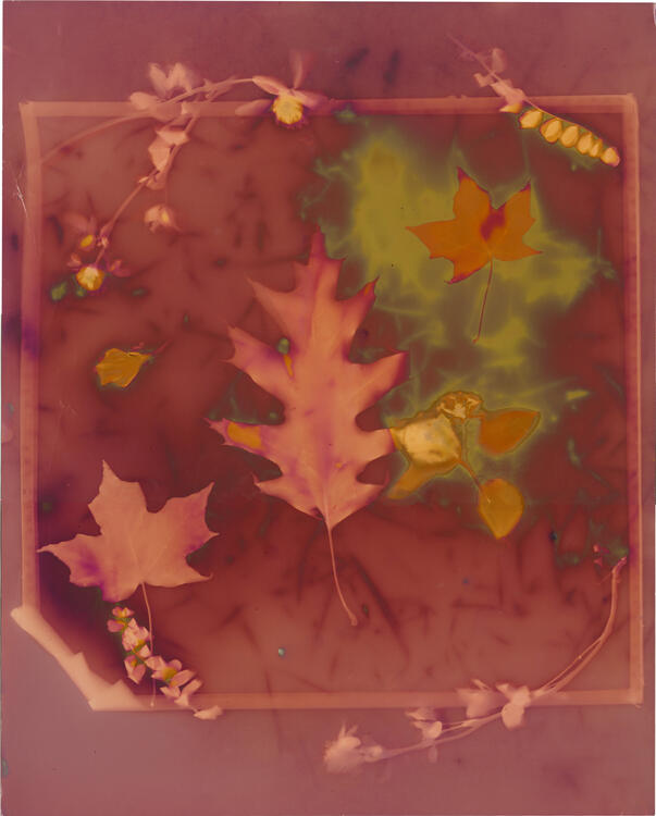 Lumin Print, Advanced Film Photography, Fall 2024